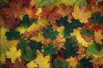 Abstract_Color 833063.JPG Autumn leaves
