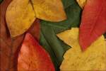Abstract_Color 833064.JPG Leaf collage
