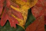 Abstract_Color 833066.JPG Leaf collage c
