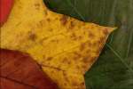 Abstract_Color 833068.JPG Leaf collage

