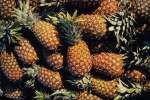 Background 752047.JPG  Pineapples Tulum Mexico
