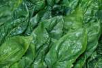 Background 752056.JPG  Spinach leaves
