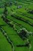 Green 675092.JPG Rice paddy fields Bali Indonesia
