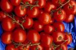 Red 616080.JPG Tomatoes
