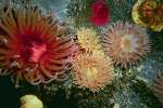 Underwater 787013.JPG Mixed anemones
