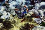 Underwater 787044.JPG Underwater Great Barrier Reef
