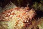 Underwater 787095.JPG Scorpion fish Scorpaena scorofa Malta
