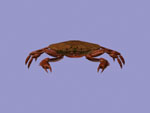 crab
 model