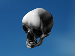 skull
 model