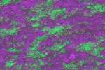 Abstract_Color 833045.JPG Alien fungus