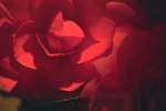 Background 3023.JPG  ROSE 	background.JPG   nature.JPG  flower.JPG  rose.JPG  soft.JPG  petals.JPG  red.JPG  black