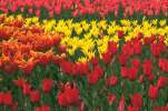 Background 3040.JPG  HOLLAND TULIPS	background.JPG  nature.JPG  flowers.JPG  tulips.JPG  red.JPG  yellow
