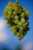 Green 675054.JPG White grapes in sky