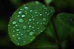 Green 675058.JPG Leaf with raindrops