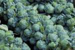 Green 675062.JPG Brussel sprouts