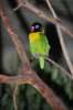 Green 675063.JPG Tropical masked lovebird
