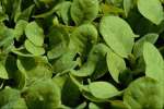 Green 675067.JPG Tobacco seedlings
