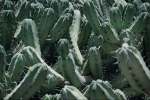 Green 675071.JPG Cactus Myrtillocactus geometrizans