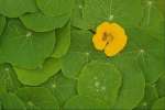 Green 675095.JPG Yellow nasturtium flower