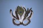 Objects 758026.JPG Feather mask