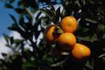 Orange 699001.JPG Oranges growing in Spain