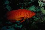 Orange 699020.JPG Coral trout Maldives