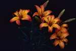Orange 699065.JPG Spring lilies Tropicana