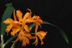 Orange 699066.JPG Orchid Laela cattleya trick or treat