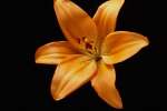 Orange 699071.JPG Orange lily