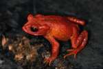 Orange 699085.JPG Male golden toad endangered species
