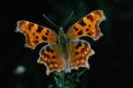 Orange 699095.JPG Comma butterfly
