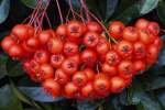 Red 616041.JPG Berries of pyracantha Surrey England