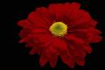 Red 616043.JPG Red daisy chrysanthemum