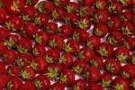 Red 616050.JPG Strawberries