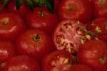 Red 616083.JPG Garden tomatoes