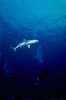 Underwater 787003.JPG Blacktip shark circles divers