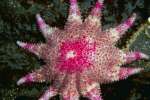 Underwater 787012.JPG Pink and white Starfish