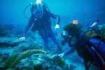 Underwater 787016.JPG Divers Great Barrier Reef