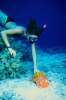 Underwater 787038.JPG Snorkeling with giant Spanish Dancer
