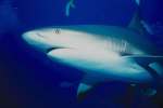 Underwater 787047.JPG Close up of shark swimming