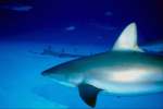Underwater 787051.JPG Pregnant female shark