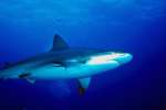 Underwater 787052.JPG Shark circling above camera