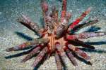 Underwater 787060.JPG Pencil urchin Hawaii