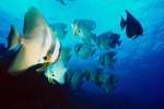 Underwater 787061.JPG Bat fish Maldive Islands