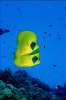 Underwater 787068.JPG Butterfly fish reef fish