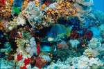 Underwater 787070.JPG Sweet lips reef fish