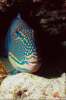 Underwater 787071.JPG Parrot fish reef fish