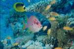 Underwater 787074.JPG Squirrel fish reef fish