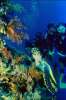 Underwater 787075.JPG Diver scene a