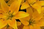 Yellow 674059.JPG Day lilies
